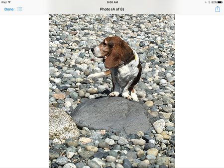 Entry image for Mooky. Clicking this image will show a larger photo