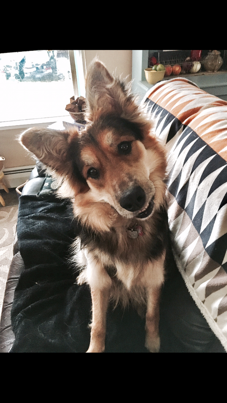 Entry image for Bear. Clicking this image will show a larger photo