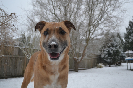 Entry image for Harley. Clicking this image will show a larger photo