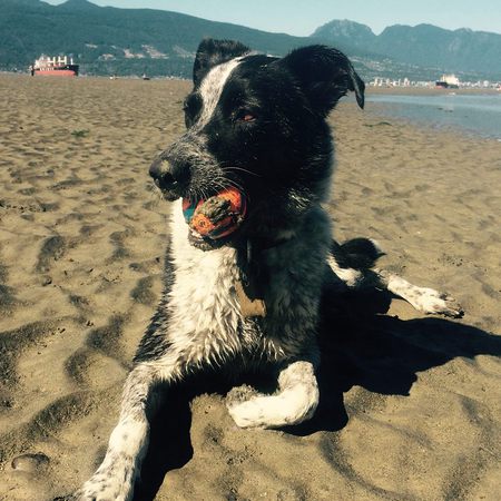 Entry image for Buddy. Clicking this image will show a larger photo