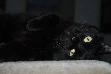 Entry image for Kismet. Clicking this image will show a larger photo