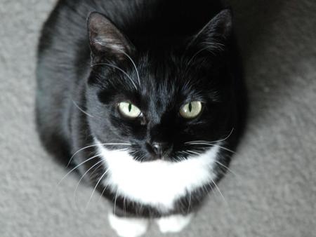 Entry image for Moka. Clicking this image will show a larger photo