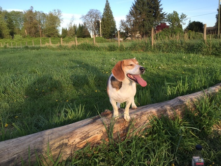 Entry image for Indy. Clicking this image will show a larger photo