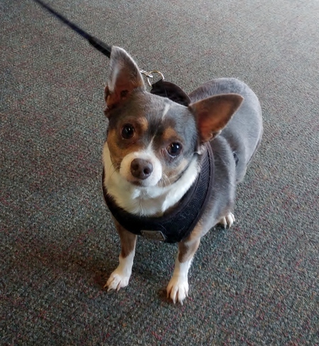 Entry image for Lacey. Clicking this image will show a larger photo