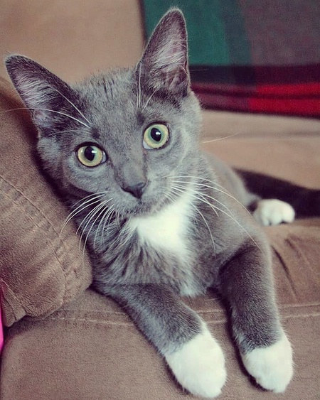 Entry image for Sookie. Clicking this image will show a larger photo