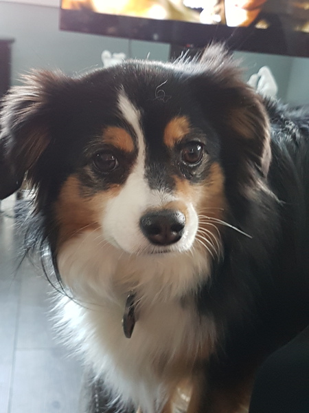 Entry image for Chloe. Clicking this image will show a larger photo