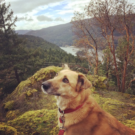 Entry image for Barley. Clicking this image will show a larger photo