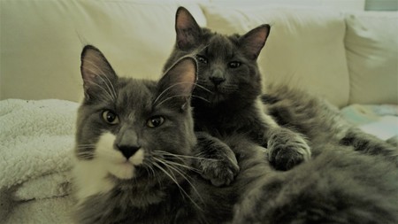 Entry image for Luke and Poe (formerly Casey and Callum). Clicking this image will show a larger photo