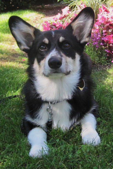 Entry image for Hayden. Clicking this image will show a larger photo