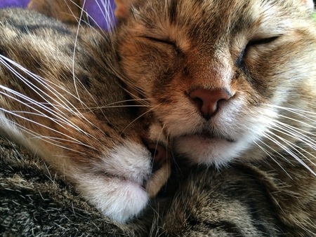 Entry image for Chevy & Mynx. Clicking this image will show a larger photo