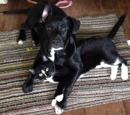 Entry image for Jynx (cat) Jade (dog) bfff's. Clicking this image will show a larger photo