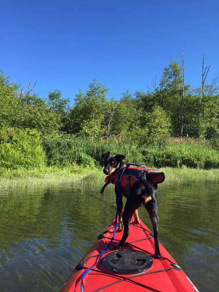 Entry image for PIMA. Clicking this image will show a larger photo