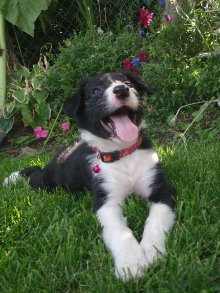 Entry image for Malayna Rose. Clicking this image will show a larger photo