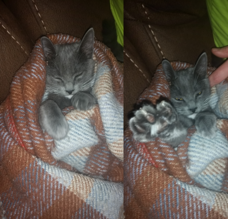 Entry image for Mouse. Clicking this image will show a larger photo