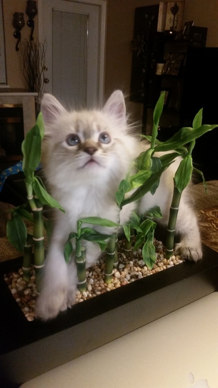 Entry image for Huey. Clicking this image will show a larger photo