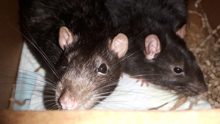 Entry image for Frodo&Sam. Clicking this image will show a larger photo