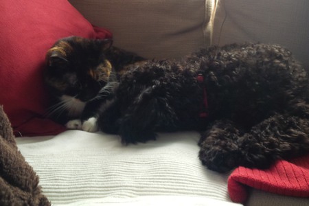 Entry image for Loki & Rudy. Clicking this image will show a larger photo