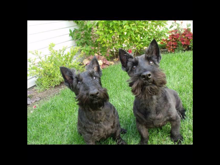 Entry image for Anni & Rufus. Clicking this image will show a larger photo