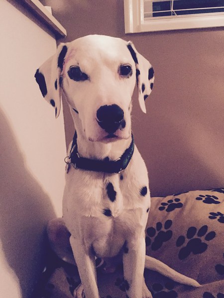 Entry image for Romeo. Clicking this image will show a larger photo