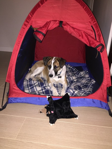 Entry image for Alyeska. Clicking this image will show a larger photo