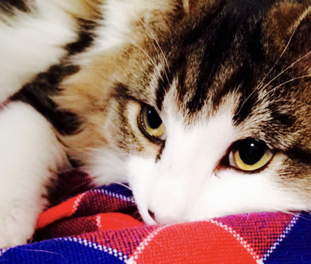 Entry image for Lola. Clicking this image will show a larger photo