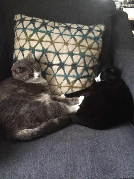 Entry image for Dash and Thomasina. Clicking this image will show a larger photo