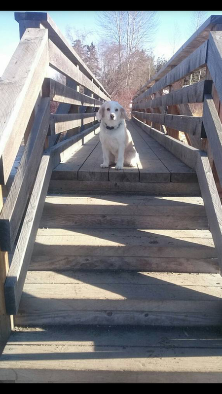 Entry image for Harley. Clicking this image will show a larger photo