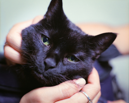 Entry image for Dracula. Clicking this image will show a larger photo