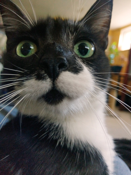 Entry image for Quinn. Clicking this image will show a larger photo