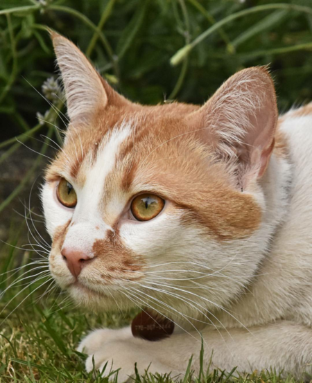 Entry image for Bruce. Clicking this image will show a larger photo