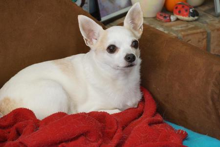 Entry image for Charlie. Clicking this image will show a larger photo