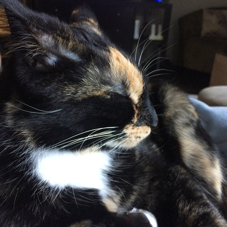 Entry image for Tiggy. Clicking this image will show a larger photo