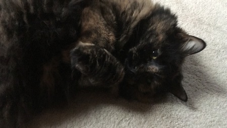 Entry image for Snickers. Clicking this image will show a larger photo