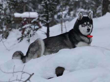 Entry image for Jasper. Clicking this image will show a larger photo