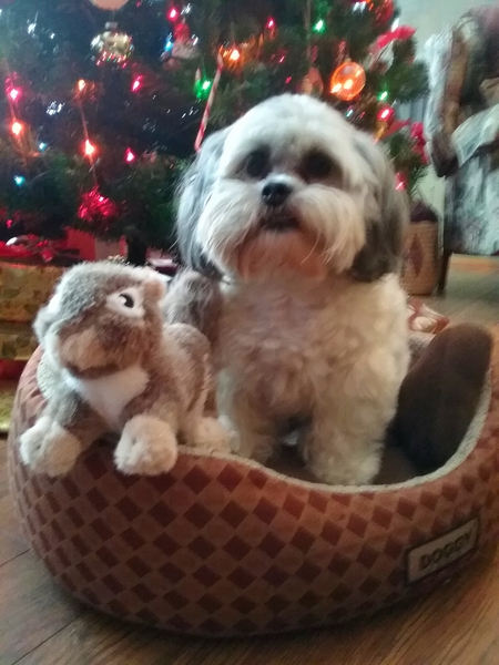 Entry image for Sampson. Clicking this image will show a larger photo