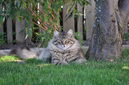 Entry image for Monroe. Clicking this image will show a larger photo