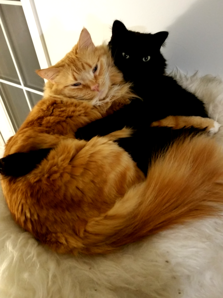 Entry image for Wall-E and Nemo . Clicking this image will show a larger photo