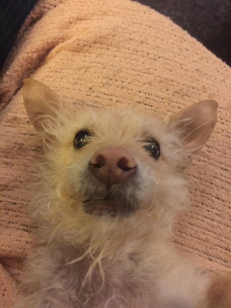 Entry image for Egon. Clicking this image will show a larger photo