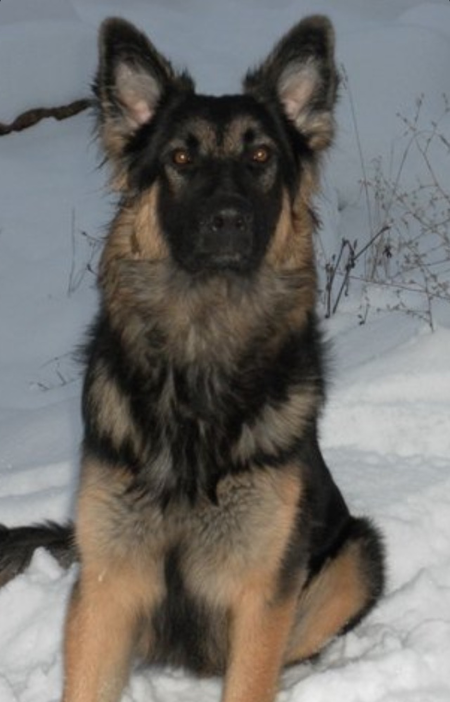 Entry image for Brutus . Clicking this image will show a larger photo