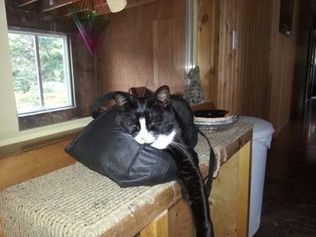 Entry image for Suzy Q.. Clicking this image will show a larger photo