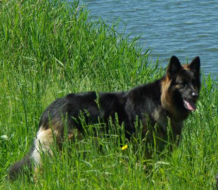 Entry image for Amber. Clicking this image will show a larger photo