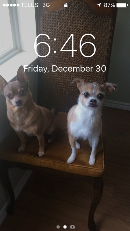 Entry image for Peanut & Rosie. Clicking this image will show a larger photo