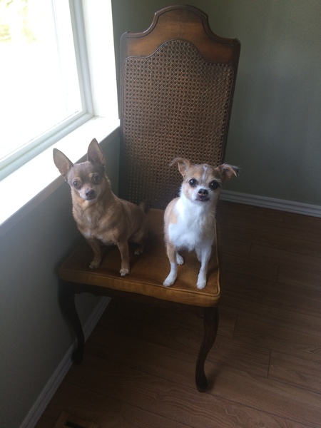 Entry image for Peanut & Rosie. Clicking this image will show a larger photo