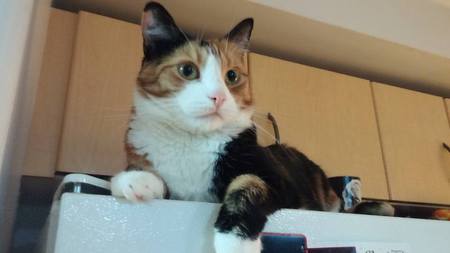 Entry image for Missy. Clicking this image will show a larger photo