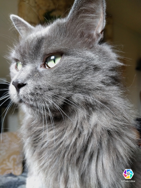 Entry image for Hippo. Clicking this image will show a larger photo