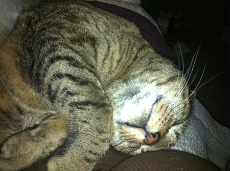 Entry image for Cleo . Clicking this image will show a larger photo