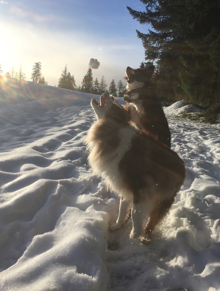 Entry image for Rev and Scooby. Clicking this image will show a larger photo