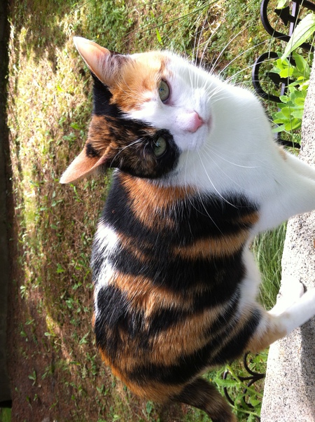 Entry image for Hanna. Clicking this image will show a larger photo