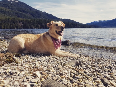 Entry image for Bailey. Clicking this image will show a larger photo