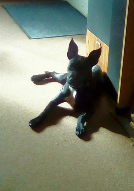 Entry image for Bella. Clicking this image will show a larger photo